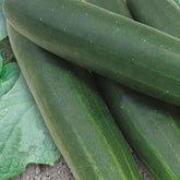 Concombre Sonja F1 Bio - Cucumis sativus sonja f1 - Potager