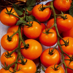 Collection tomates cerises - Collection de Tomates cerises - Tomates