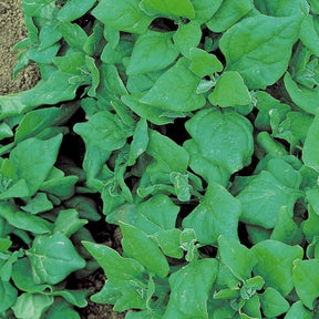 Tétragone cornue - Tetragonia tetragonioides - Willemse