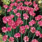 Gazon d'Espagne Splendens - Armeria maritima 'splendens' - Potager