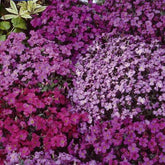 Aubriètes vivaces Cascade en mélange - Willemse