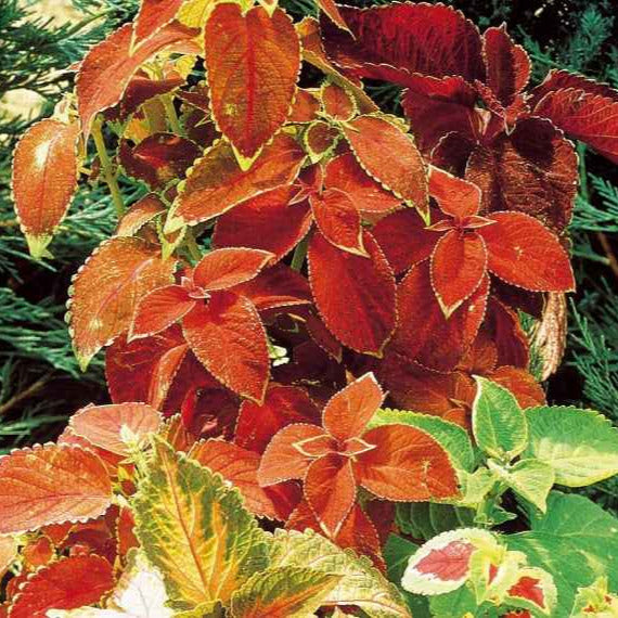 Coleus hybrides Rainbow en mélange - Willemse