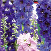 Delphiniums  Round Table Series en mélange - Willemse