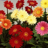 Gerberas à grandes fleurs Australian Giants en mélange - Willemse