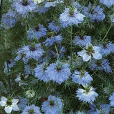 Nigelle de Damas Miss Jekyll Blue - Willemse