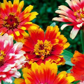 Zinnia élégant à fleurs doubles Caroussel en mélange - Willemse