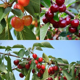 Collection de Cerisiers : Bigarreau Napoléon, Van, Summit - Prunus avium napoléon, van, summit - Plantes