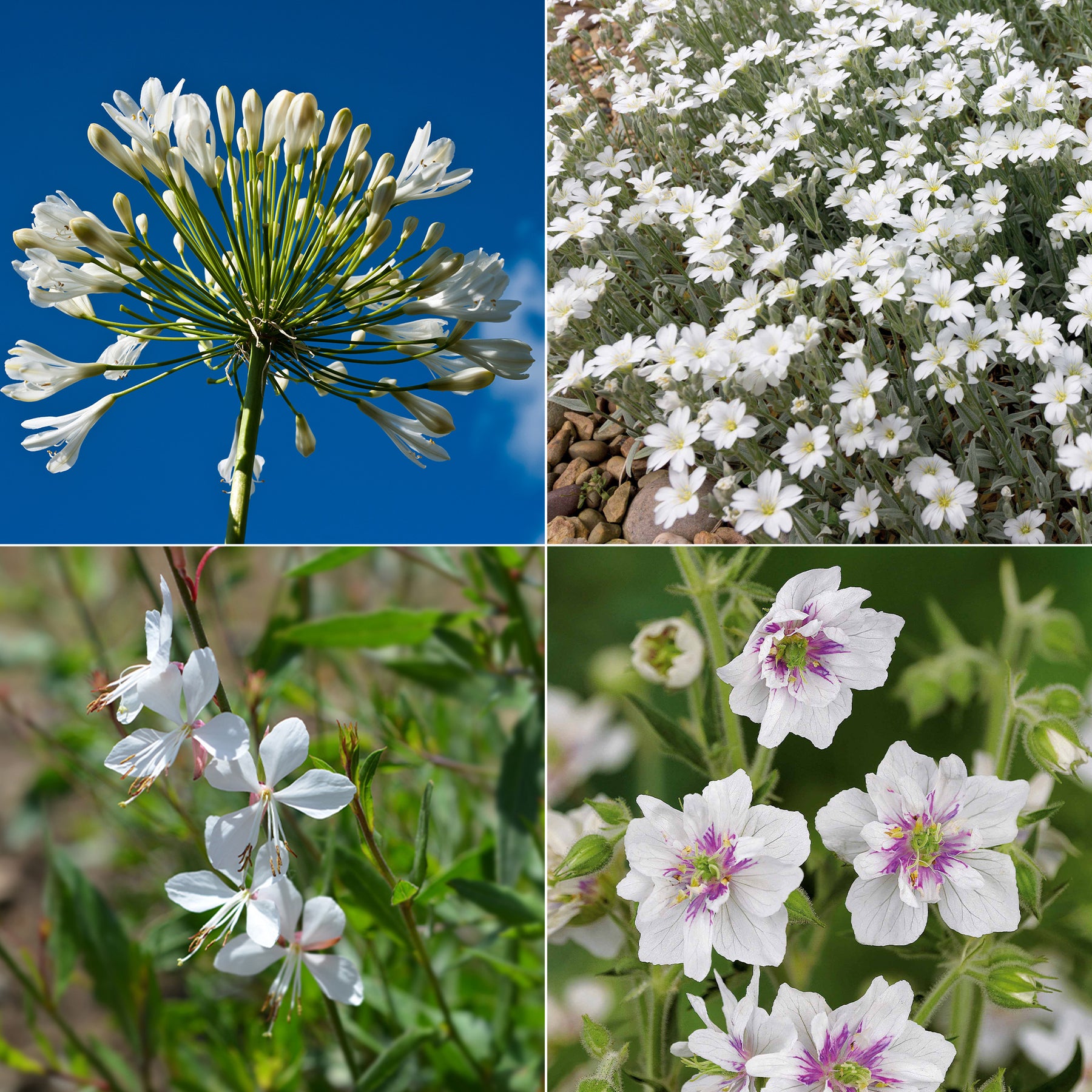 Collection de 9 plantes vivaces à fleurs blanches