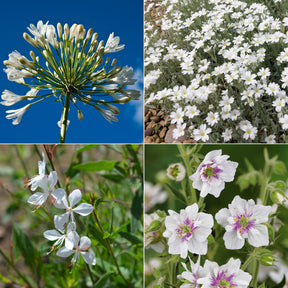 Collection de 9 plantes vivaces à fleurs blanches