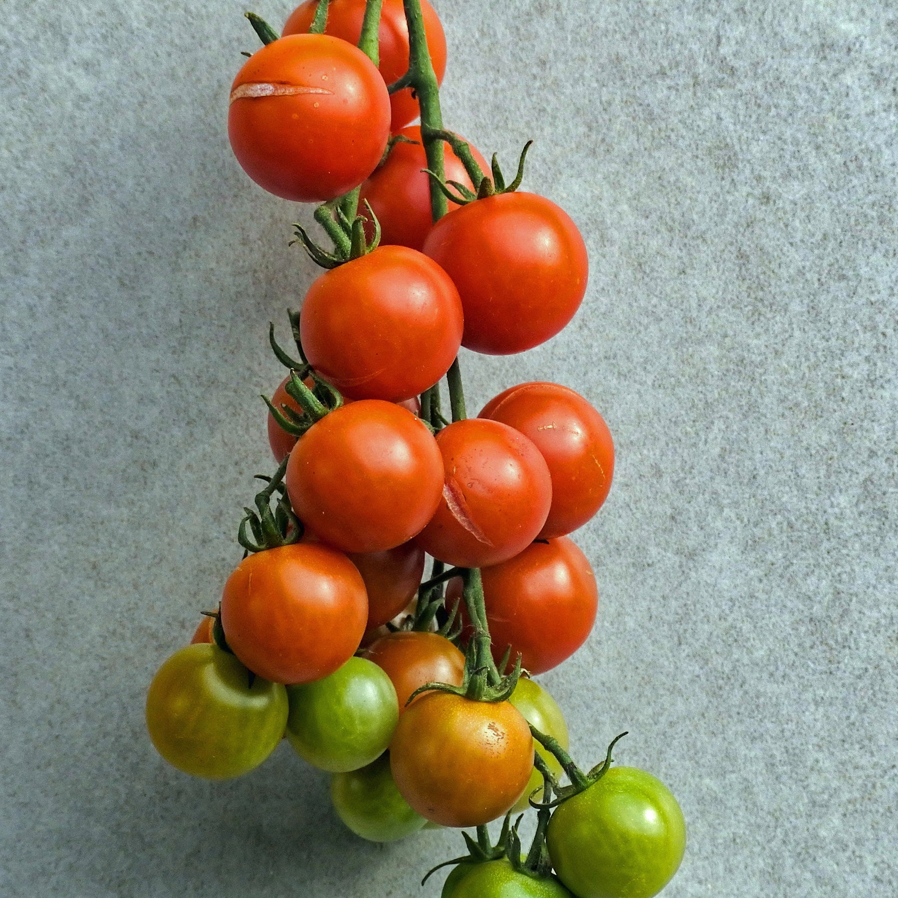 Tomate cerise BIO - Willemse