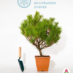 Pinus nigra Pierrick Brégeon - Pin nain Pierrick Brégeon - Conifères