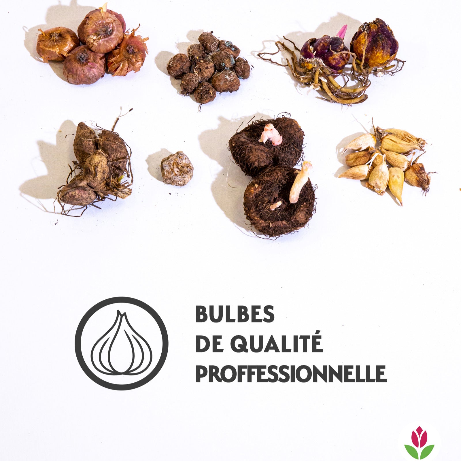 31 Bulbes à floraison estivale en mélange - Plantes