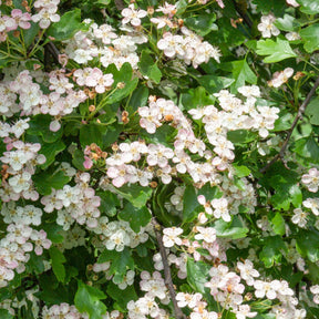 Aubépine - Crataegus monogyna - Arbustes