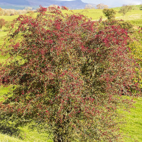 Aubépine - Crataegus monogyna