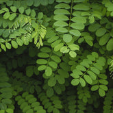 Robinier - Robinia pseudoacacia - Arbres