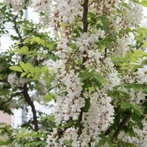 Robinier - Robinia pseudoacacia