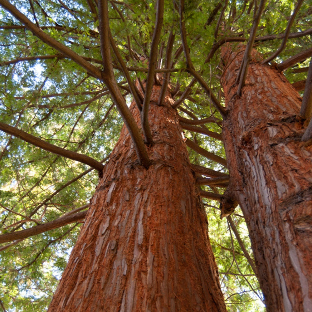 Sequoia à feuilles d'If - Sequoia sempervirens - Conifères