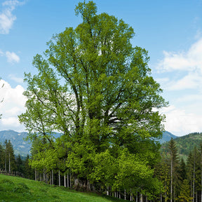 Tilleul à petites feuilles - Tilia cordata - Arbres