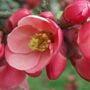 Cognassier du Japon Crimson And Gold - Chaenomeles superba Crimson and Gold - Willemse