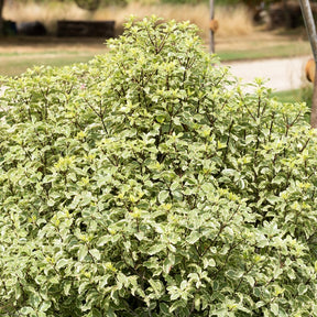 Pittosporum tenuifolium variegatum - Pittosporum tenuifolium variegatum - Arbustes