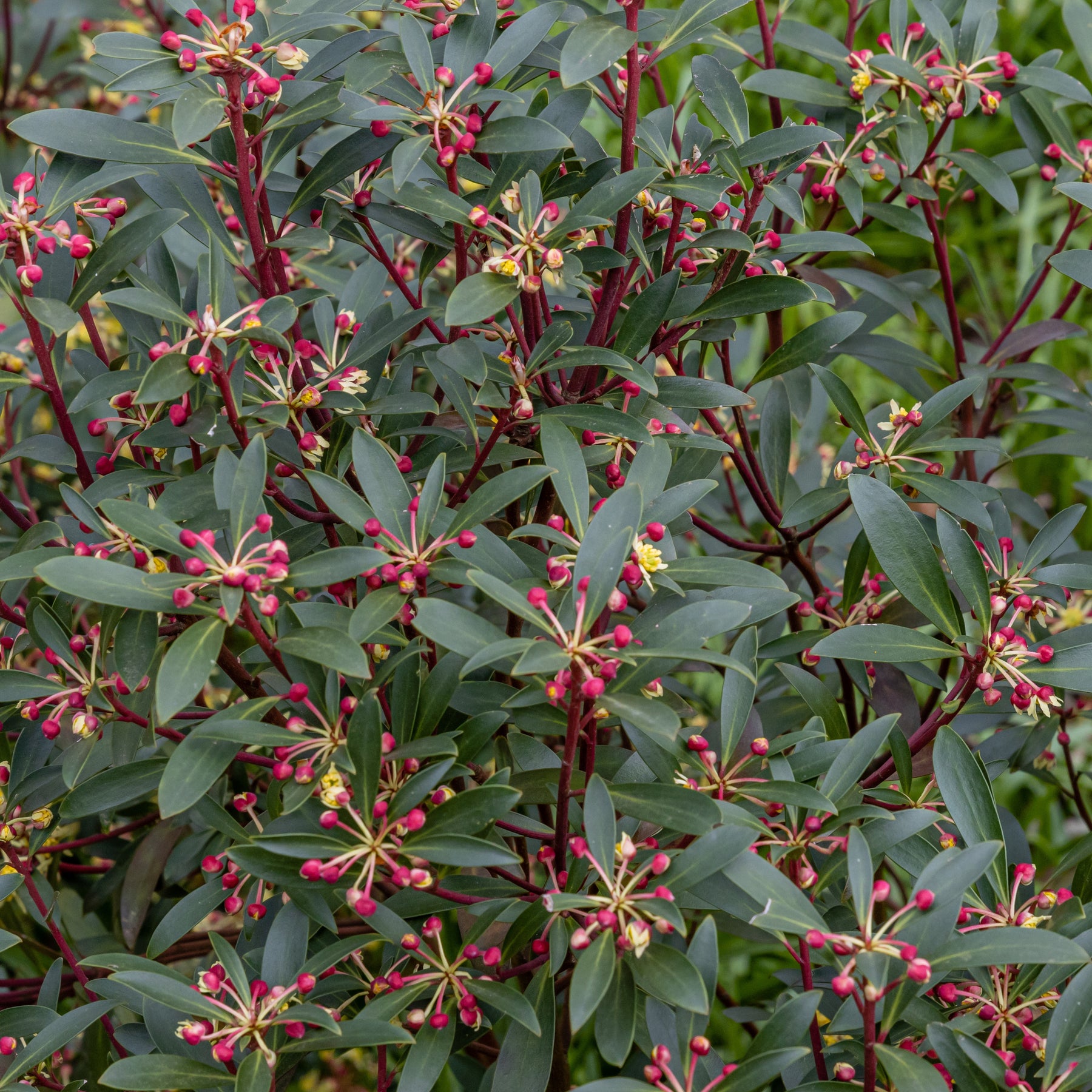 Poivre de Tasmanie - Drimys lanceolata - Plantes