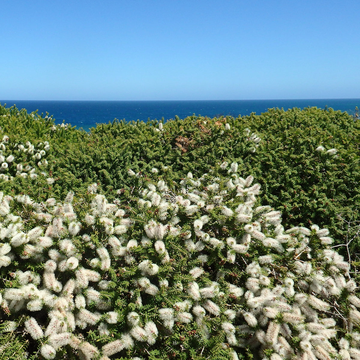 Olearia nummulariifolia - Willemse