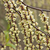 Stachyurus chinensis Joy Forever - Stachyurus chinensis joy forever - Plantes