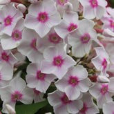 Phlox paniculata Miss Holland - Willemse