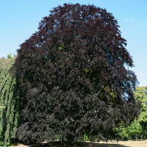 Hêtre pourpre - Fagus sylvatica Purpurea (Atropunicea) - Willemse