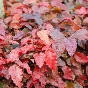 Fagus sylvatica Purpurea (Atropunicea) - Hêtre pourpre - Grands arbres