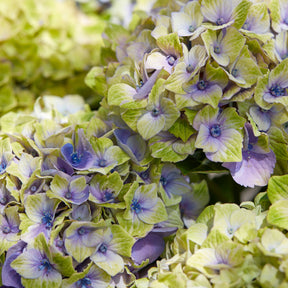 Hortensia 'Jewel'