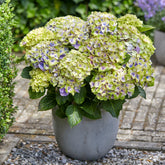 Hortensia Jewel - Willemse