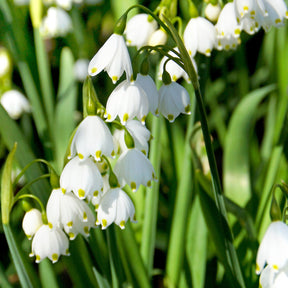 8 Nivéoles d'été - Leucojum aestivum - Plantes