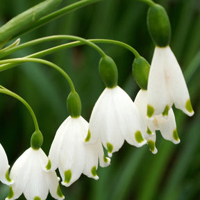 8 Nivéoles d'été - Leucojum aestivum - Bulbes à fleurs