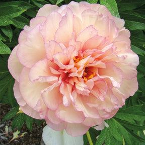 Pivoine Itoh Scrumdiddlyumptious - Paeonia itoh hybrid scrumdiddlyumptious - Plantes