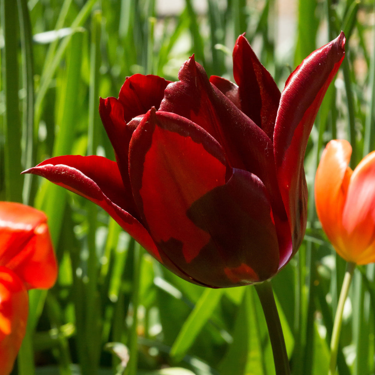 8 Tulipes Merlot - Tulipa merlot - Plantes