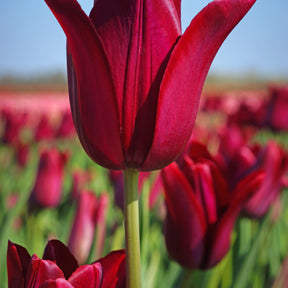 8 Tulipes Merlot - Tulipa merlot - Bulbes à fleurs