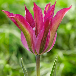 Tulipe Purple Dance - Tulipa purple dance - Plantes