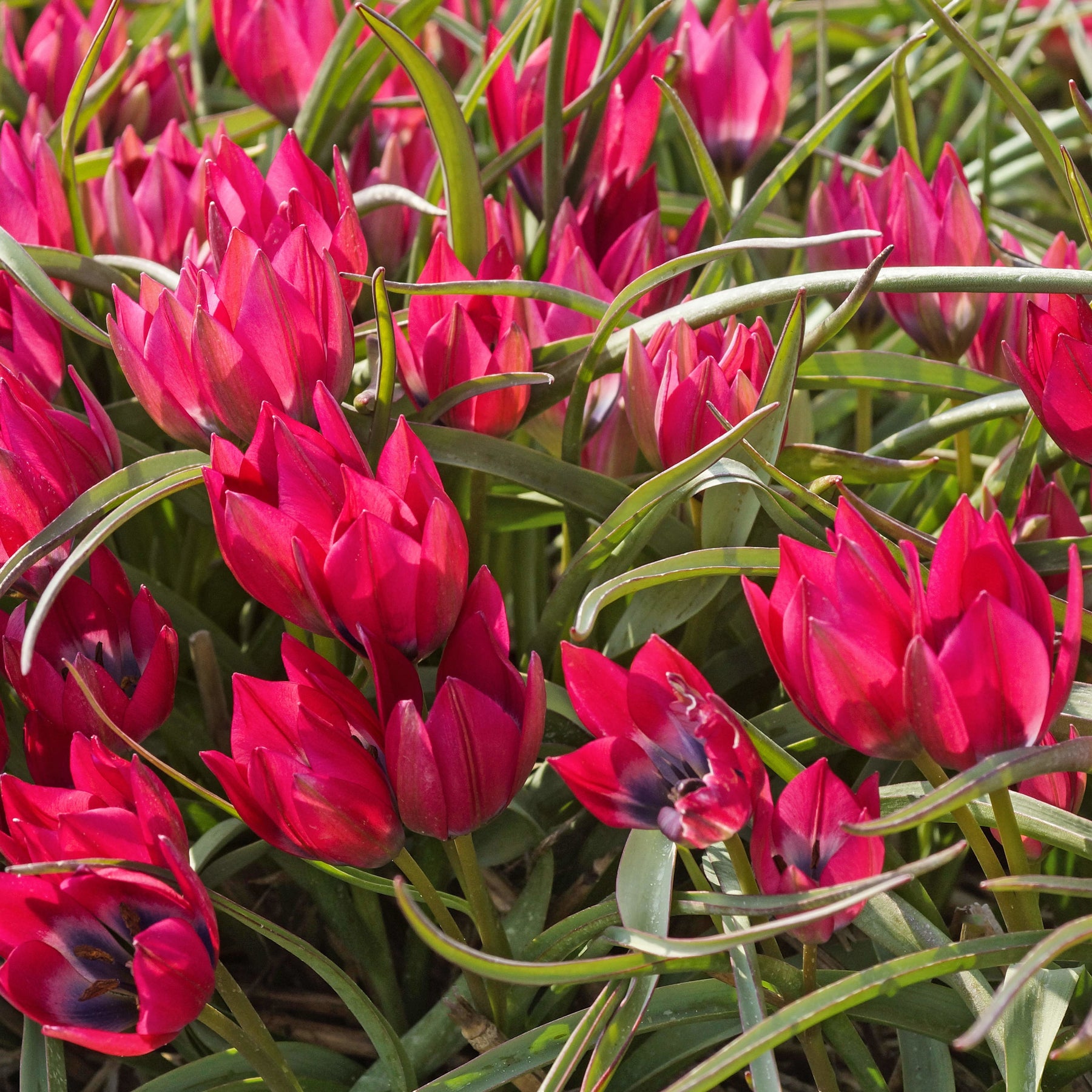 15 Tulipes Little Beauty - Tulipa little beauty - Plantes