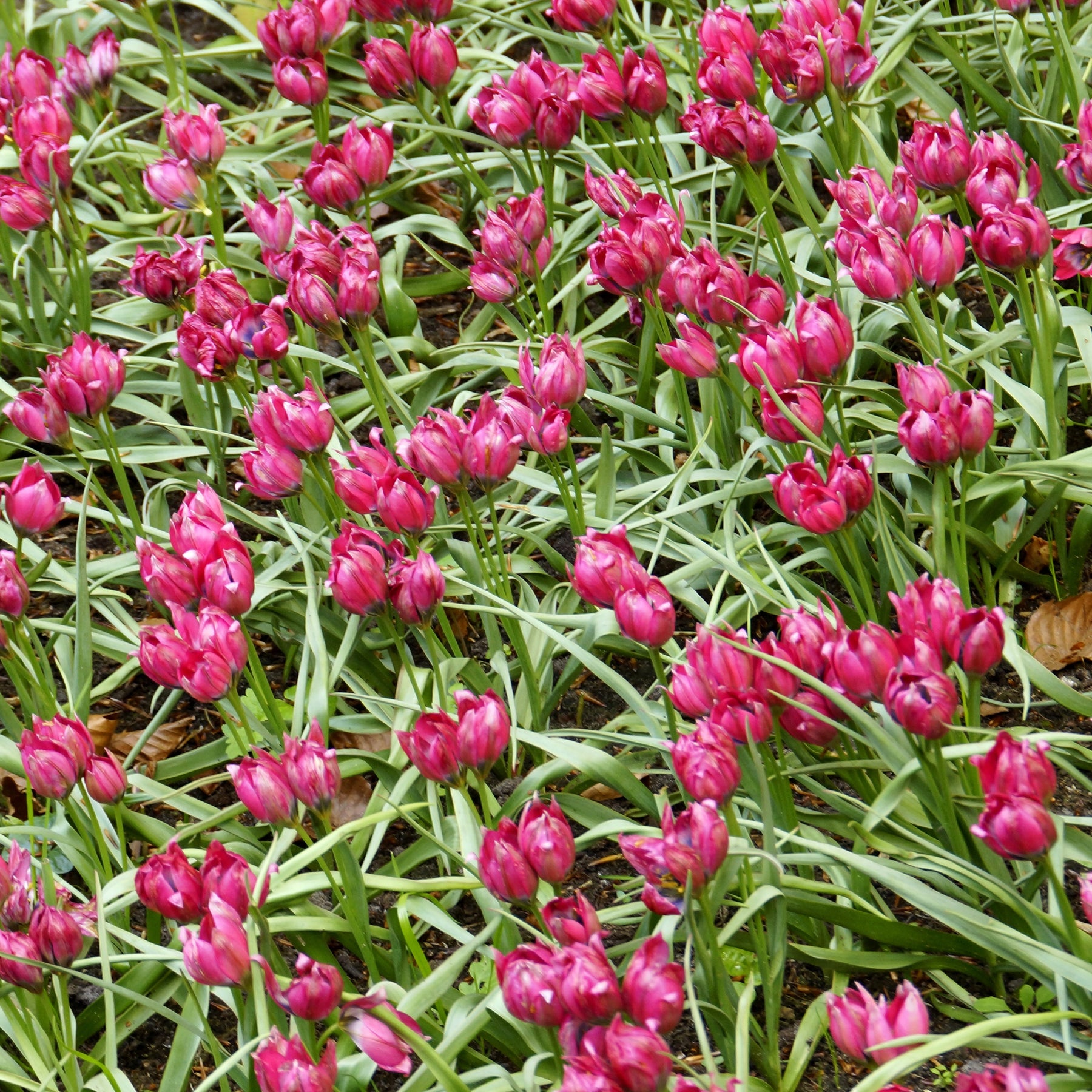 15 Tulipes Little Beauty - Tulipa little beauty - Bulbes à fleurs