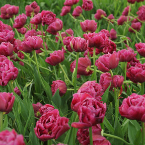 10 Tulipes Margarita - Tulipa margarita - Bulbes à fleurs