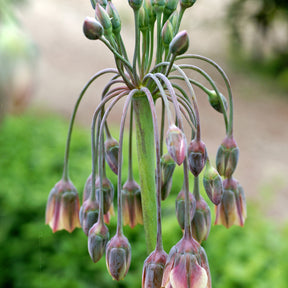 15 Alliums de Bulgarie - Allium bulgaricum