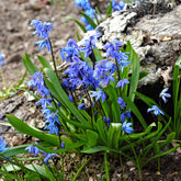 Scille de Sibérie - Scilla - Scilla siberica