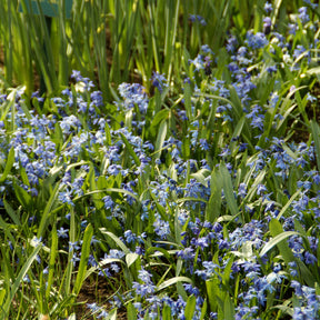 Scille de Sibérie - Scilla - Scilla siberica