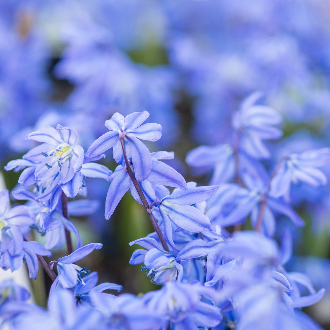 Scille de Sibérie - Scilla - Scilla siberica