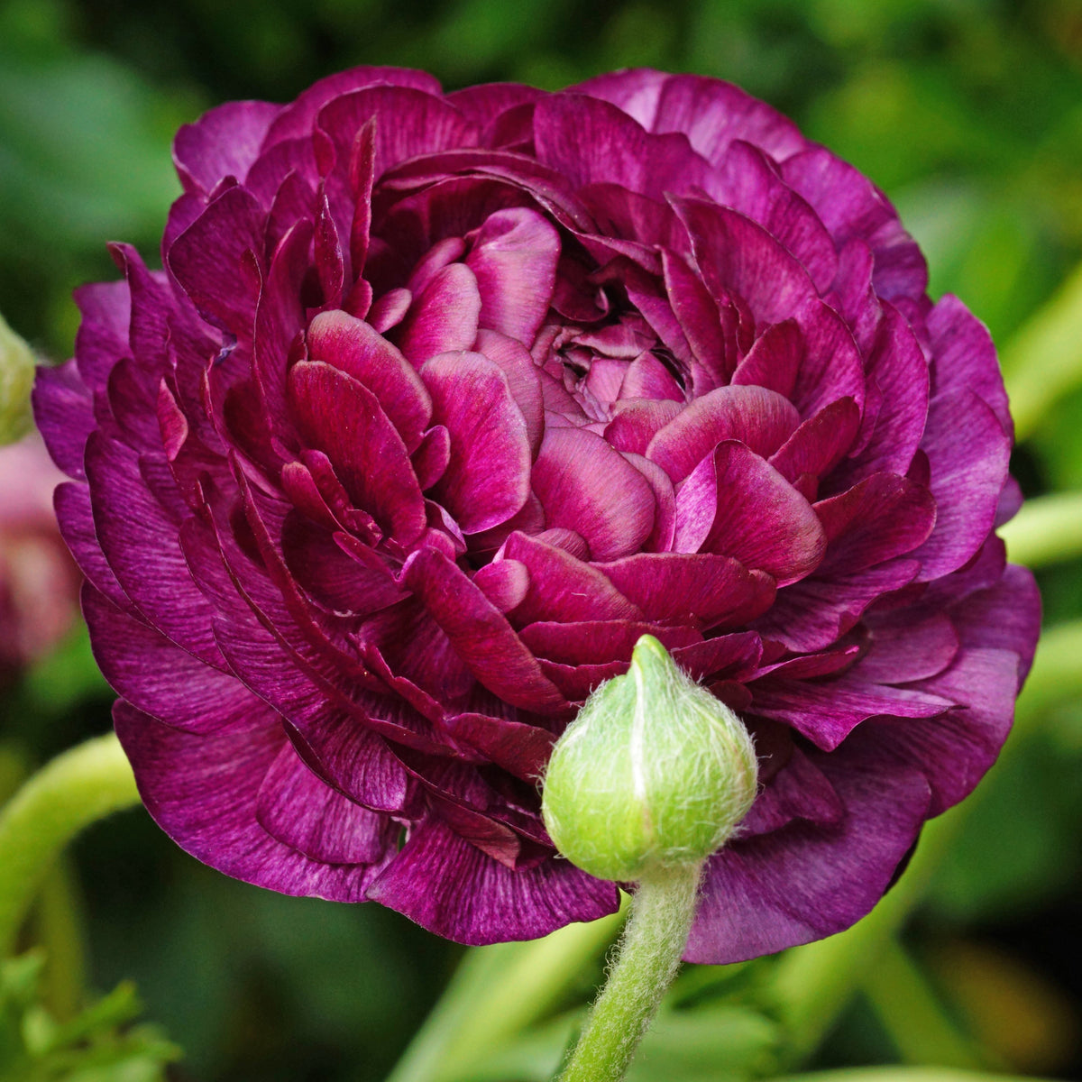 12 Renoncules Purple Sensation - Ranunculus purple sensation - Plantes