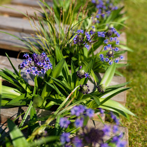 2 Scilles du Pérou - Scilla - Scilla peruviana