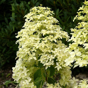 Hortensia paniculé Dentelle de Gorron ® - Hydrangea paniculata dentelle de gorron ® 'rencri'