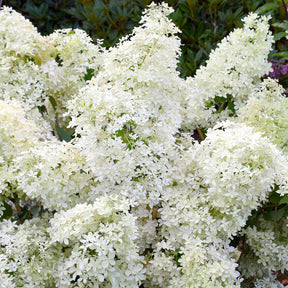 Hortensia paniculé Dentelle de Gorron ® - Hydrangea paniculata dentelle de gorron ® 'rencri' - Plantes