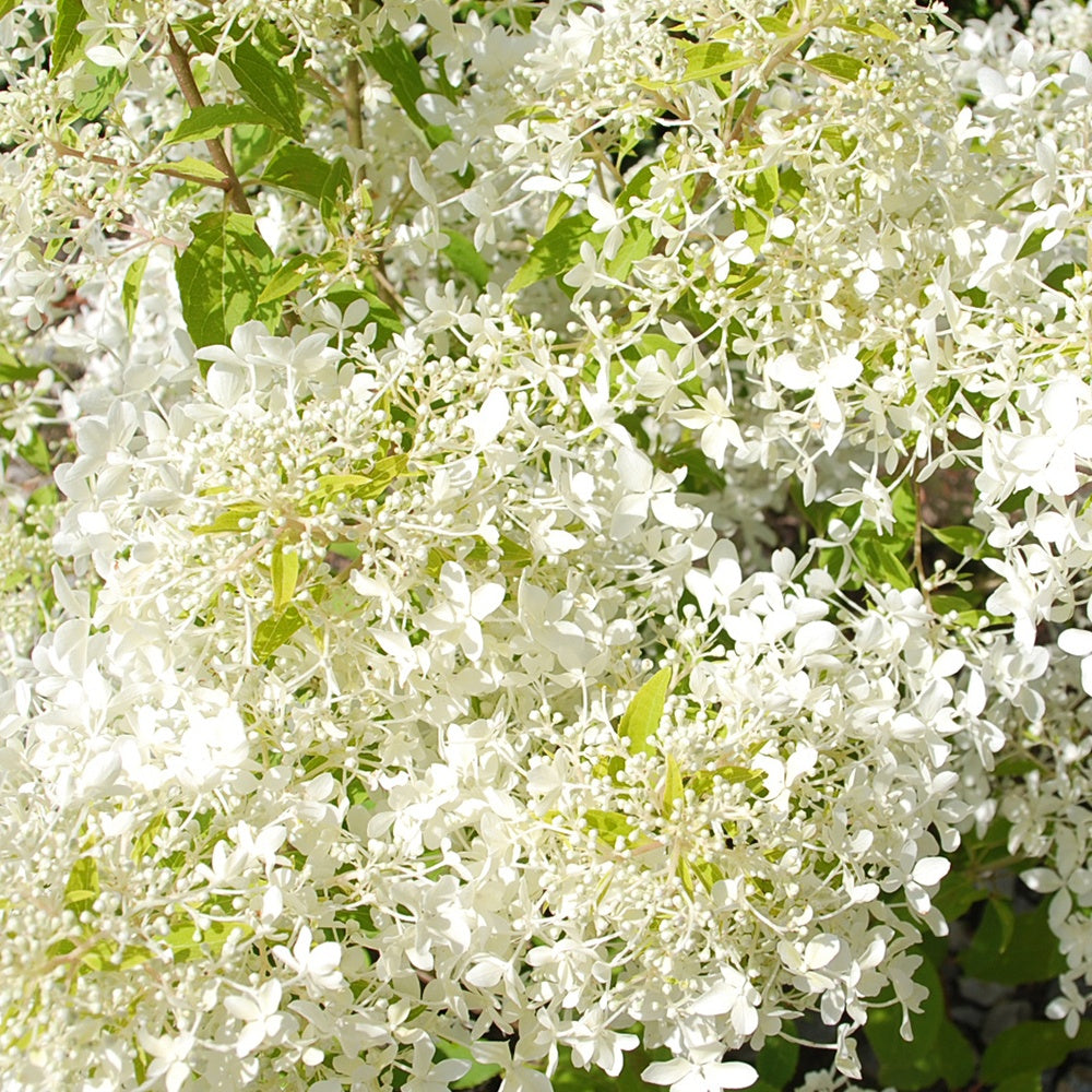 Hortensia paniculé Dentelle de Gorron ® - Hydrangea paniculata dentelle de gorron ® 'rencri' - Hortensias